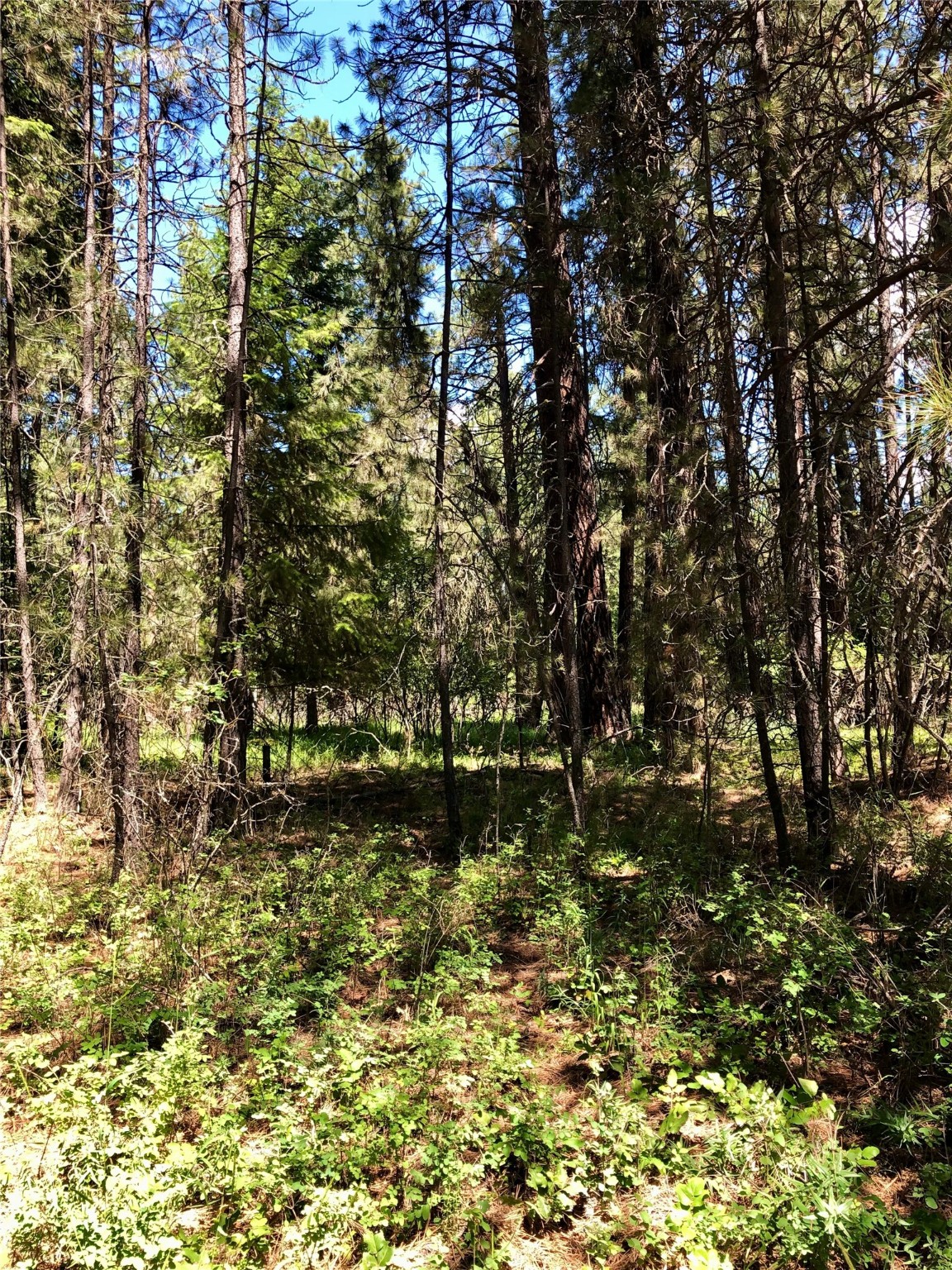 Nhn Syringa Lane Property Photo 2