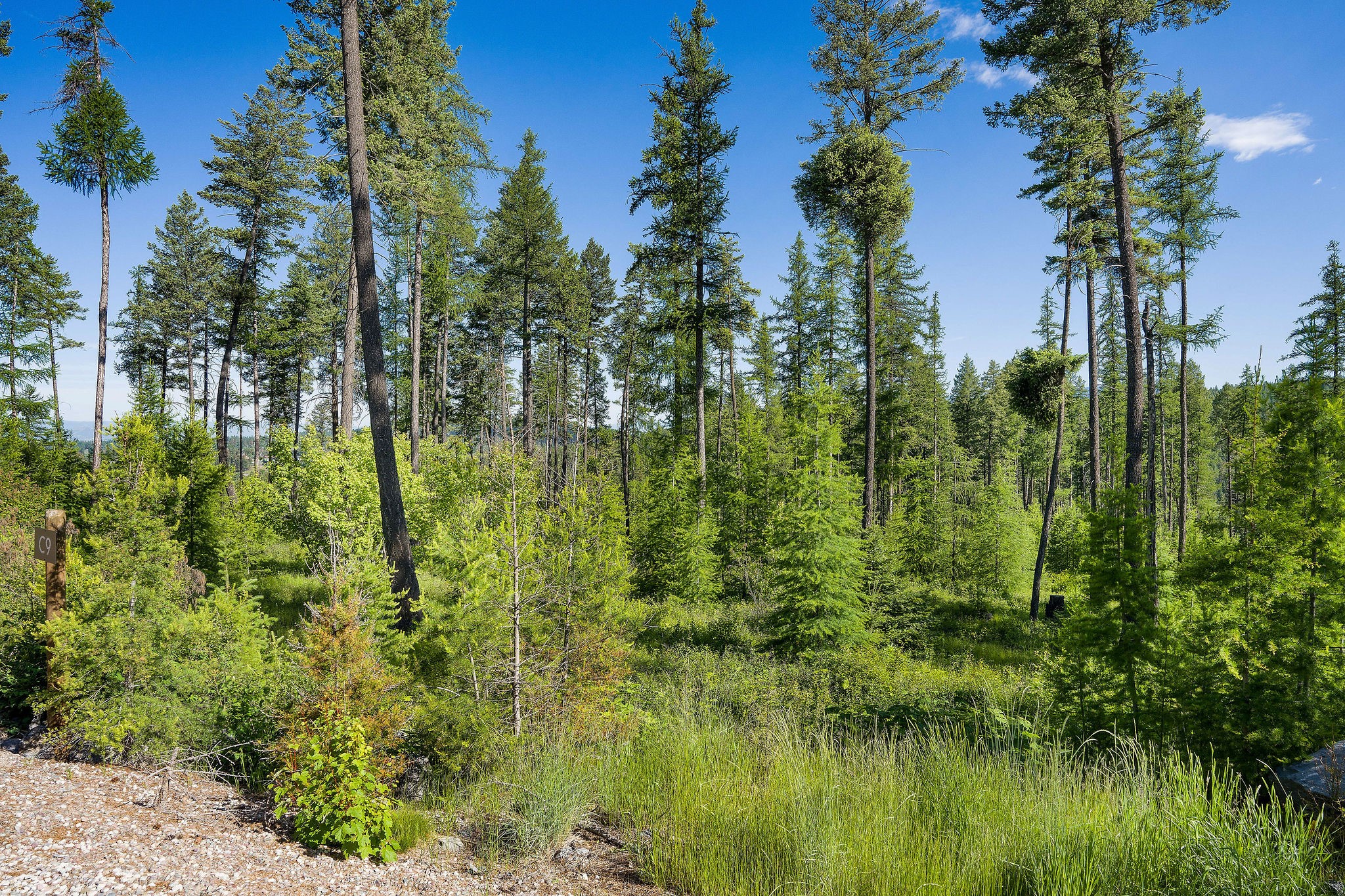 198 Trading Post Trail Property Photo 5