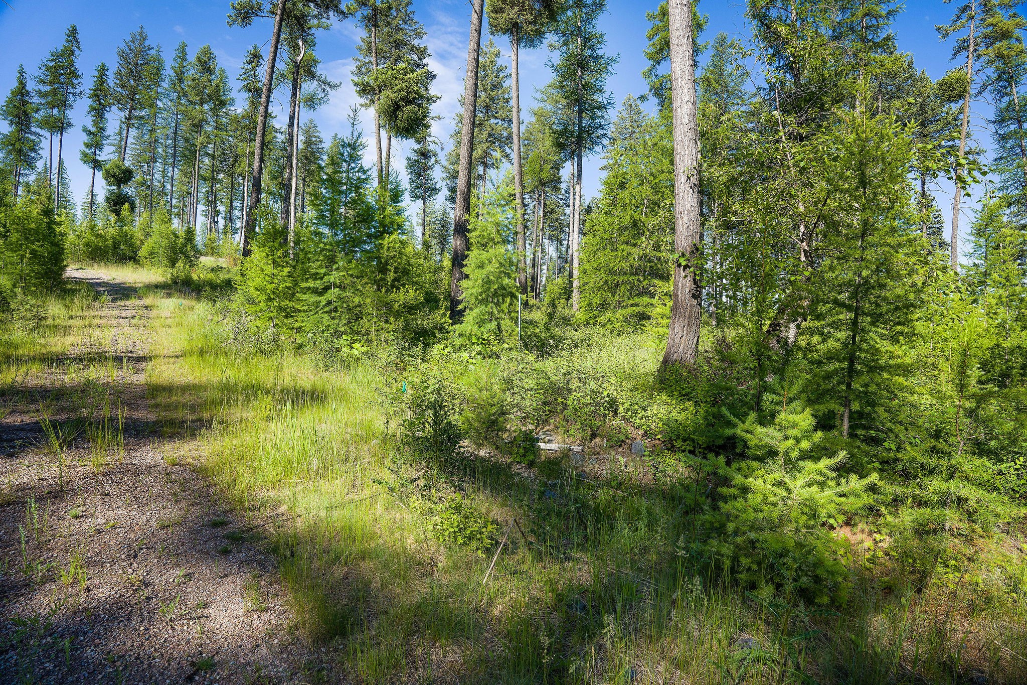 198 Trading Post Trail Property Photo 9