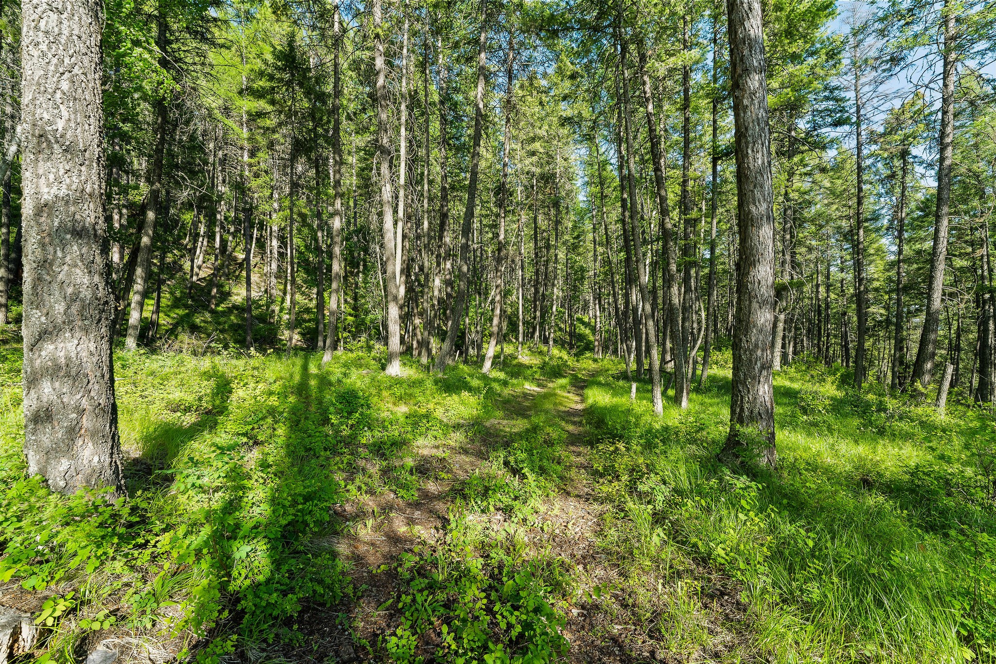 2750 Big Mountain Road Property Photo 94