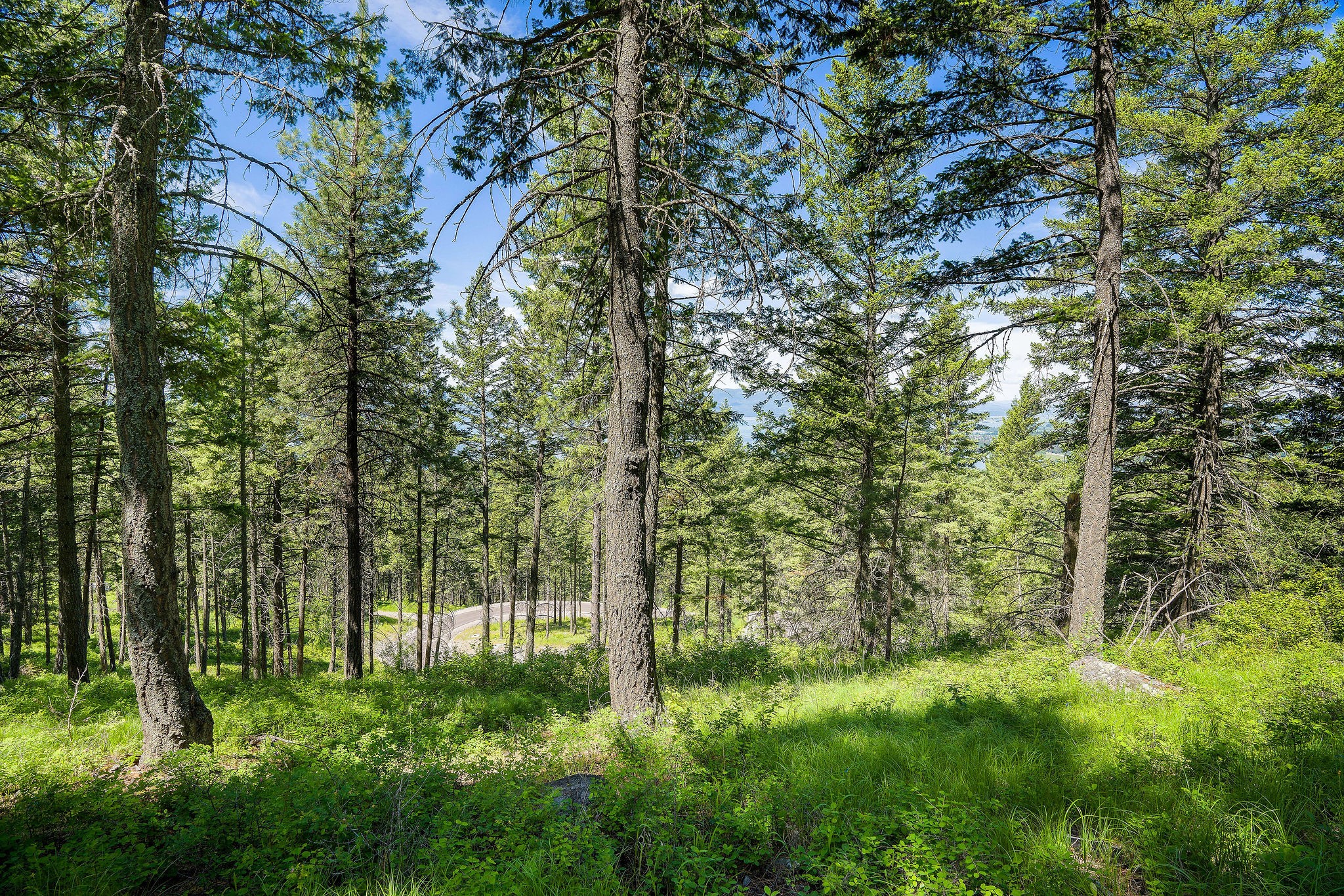 345 Chief Cliff Trail Property Photo 2