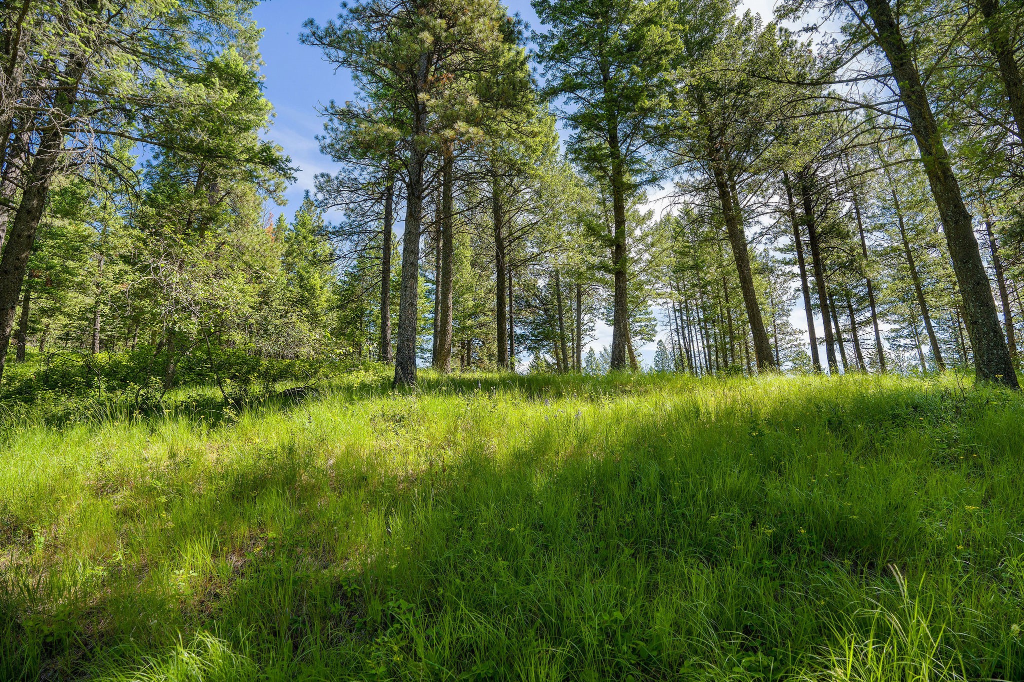345 Chief Cliff Trail Property Photo 4