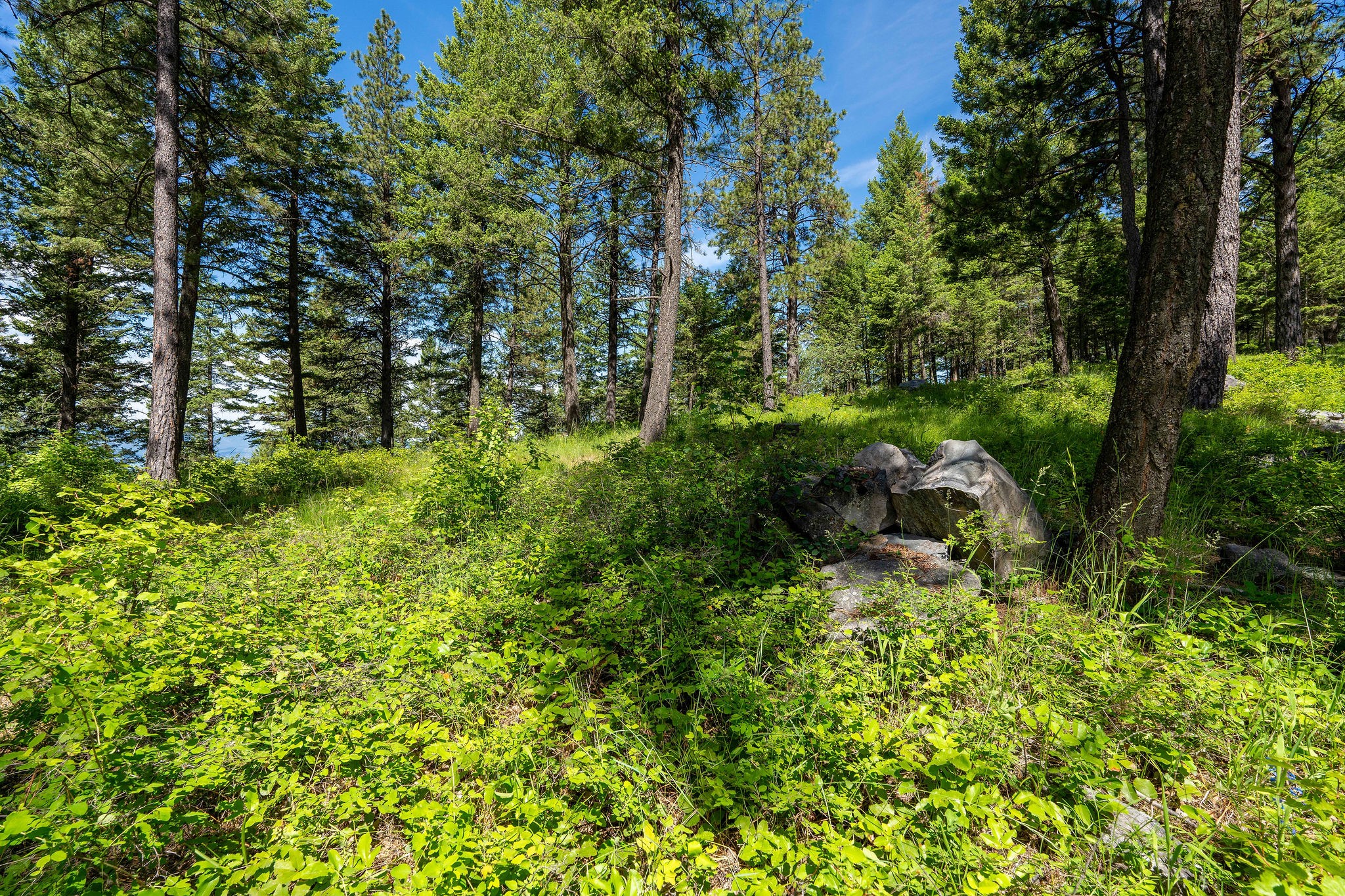 345 Chief Cliff Trail Property Photo 8
