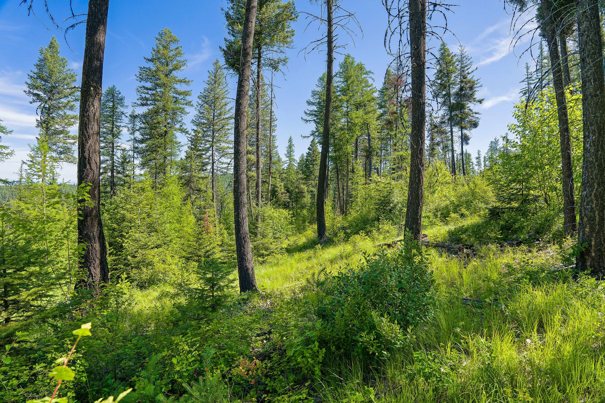 173 Timberjack Trail Property Photo 26