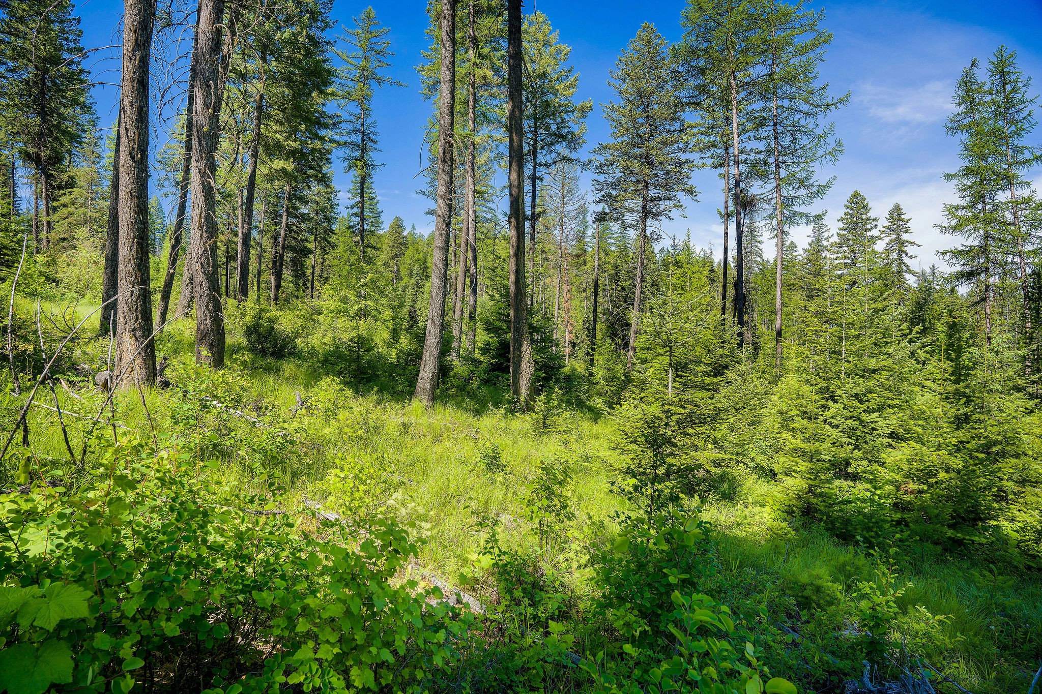 173 Timberjack Trail Property Photo 28