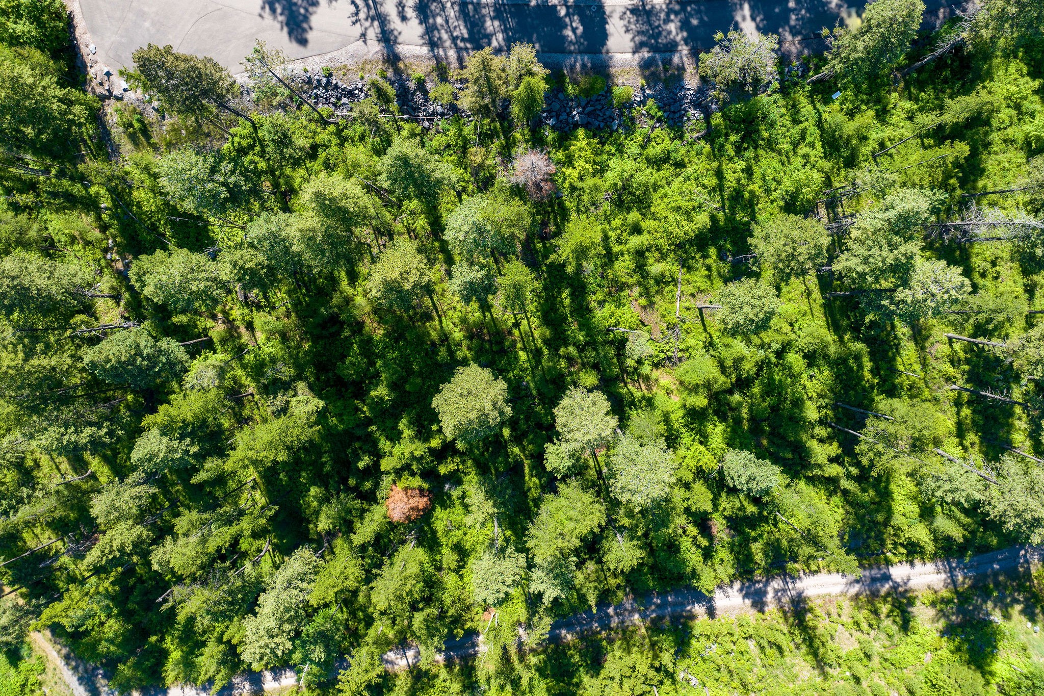 173 Timberjack Trail Property Photo 31