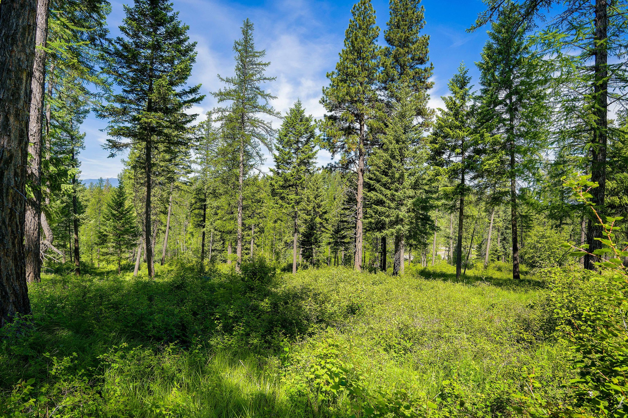678 Saddlehorn Trail Property Photo 25