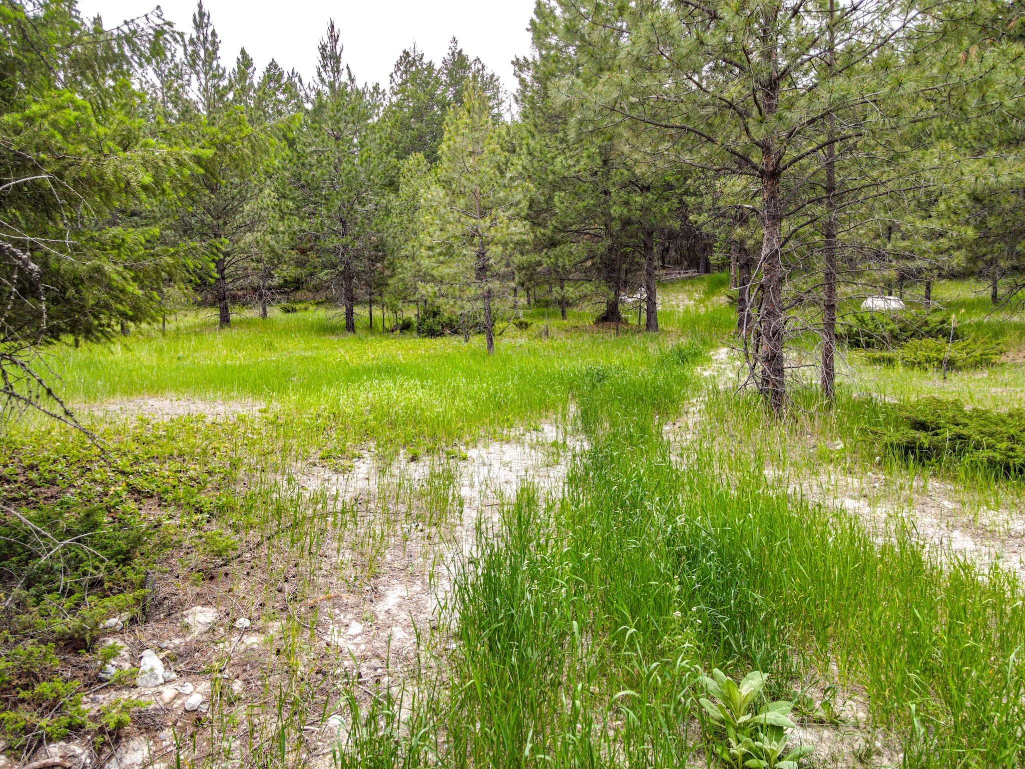 546 Bald Rock Road Property Photo 5