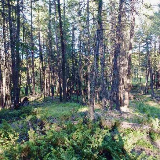 546 Bald Rock Road Property Photo 30