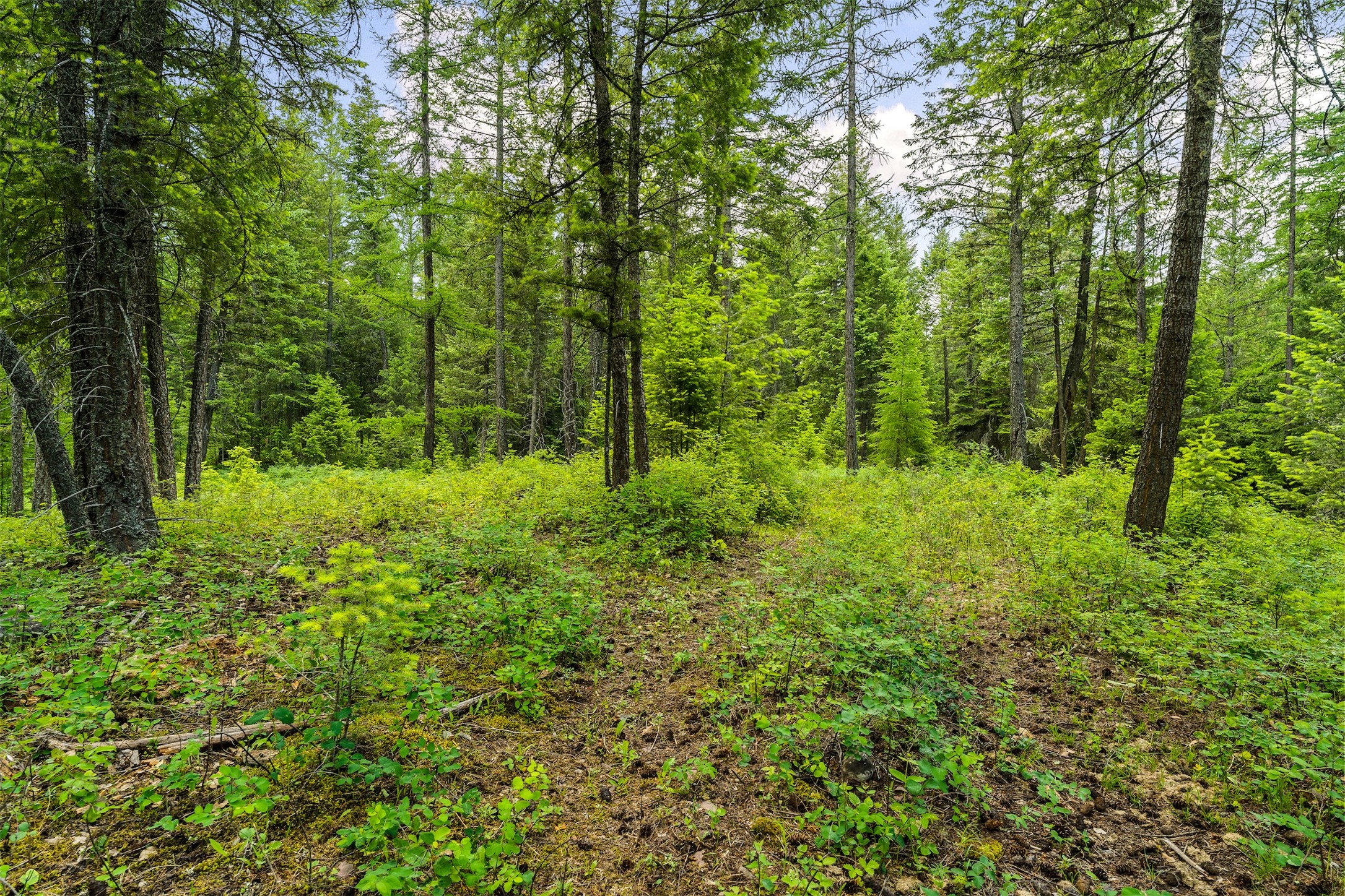 5075 Mt Highway 35 Property Photo 41