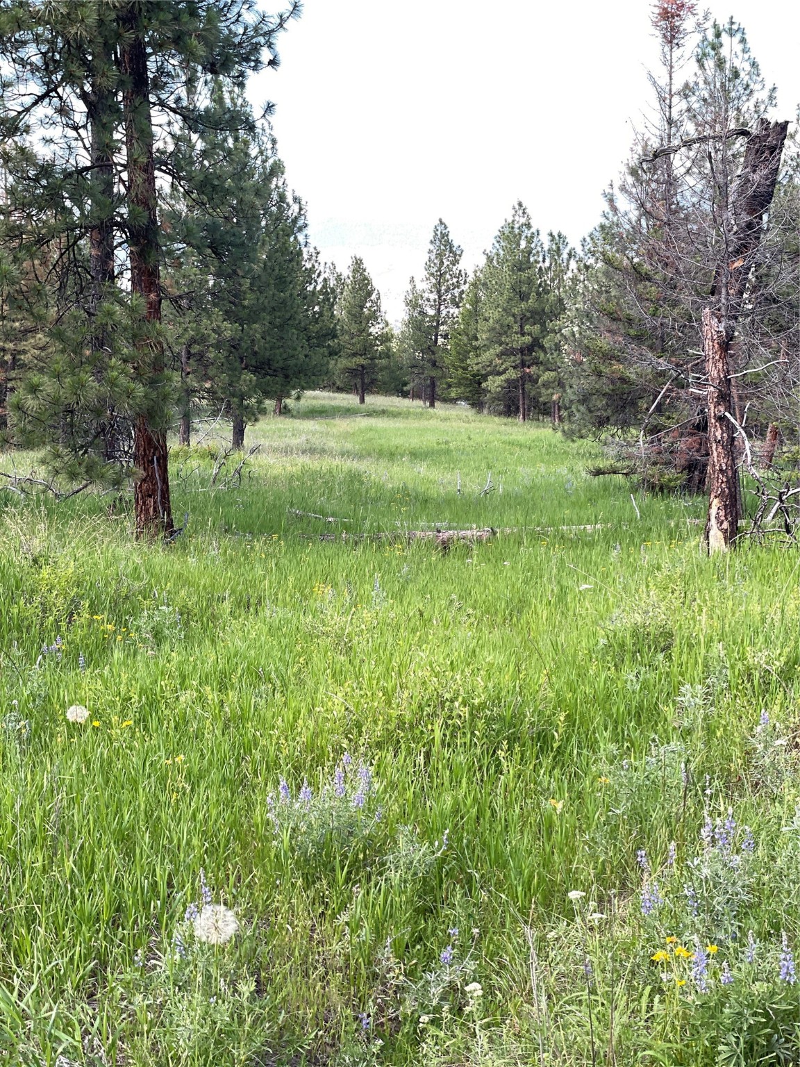 2444 Morning Dun Road - Lot 3 Road Property Photo