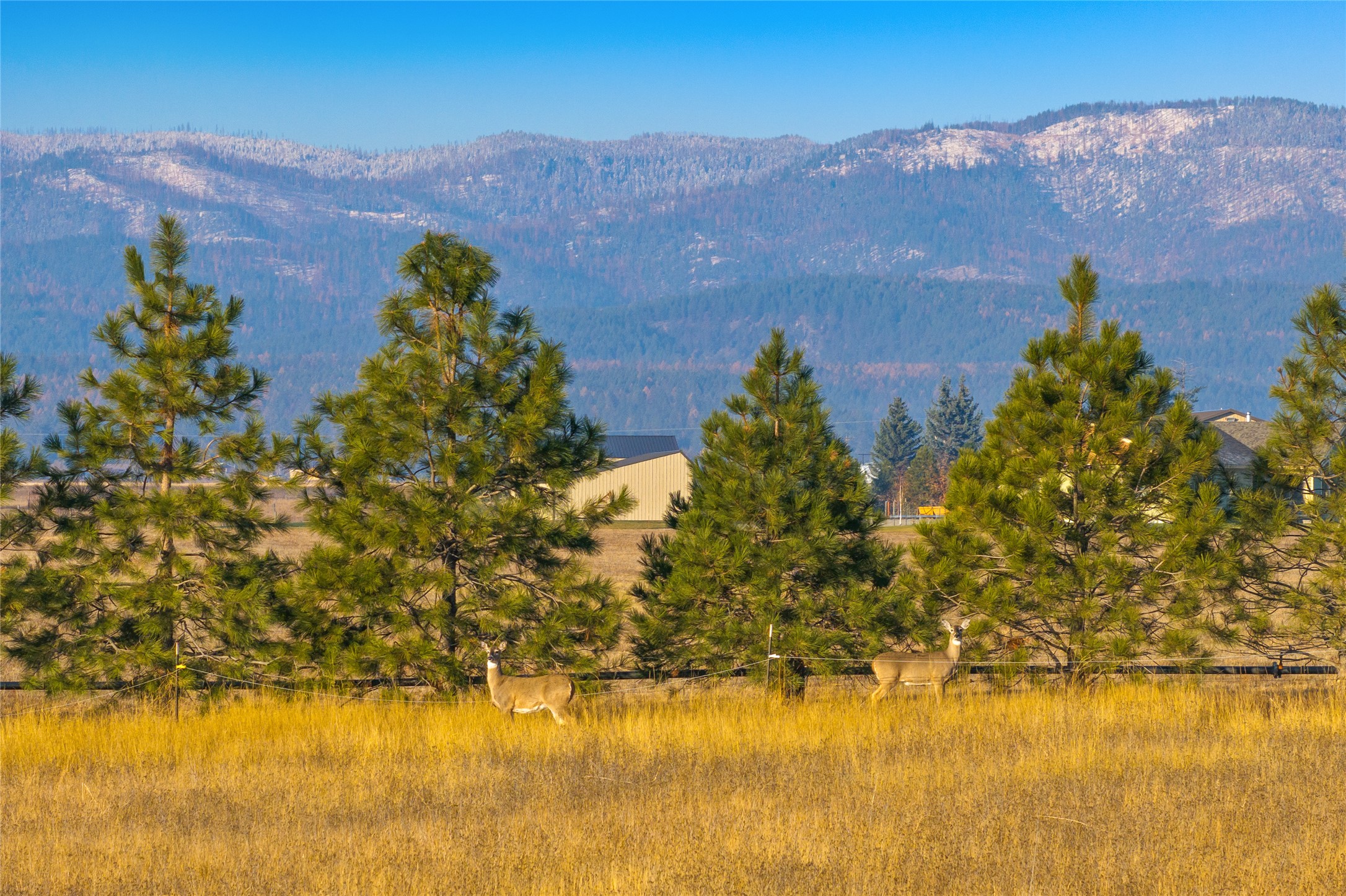881 Lone Coyote Trail Property Photo 4