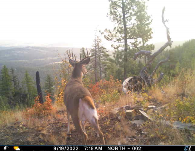 Nhn Cramer Creek Road Property Photo 16