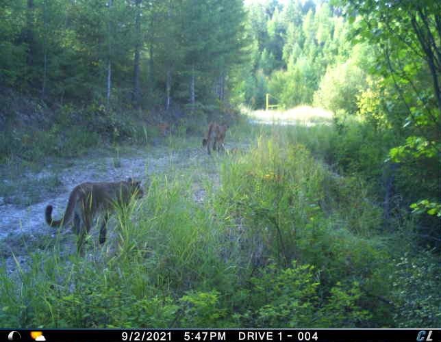 Nhn Cramer Creek Road Property Photo 19