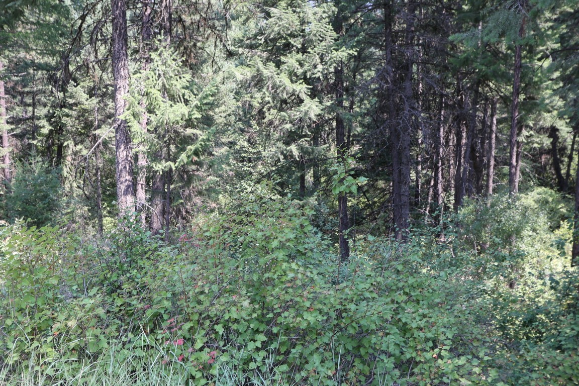 Nhn Tract 1c E Fork Combest Creek Road Property Photo 7