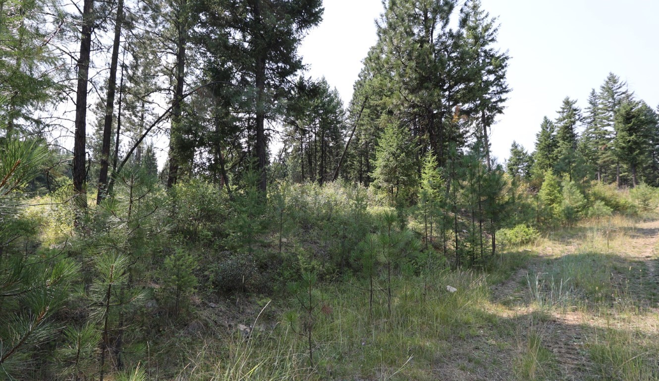 Nhn Tract 1c E Fork Combest Creek Road Property Photo 8