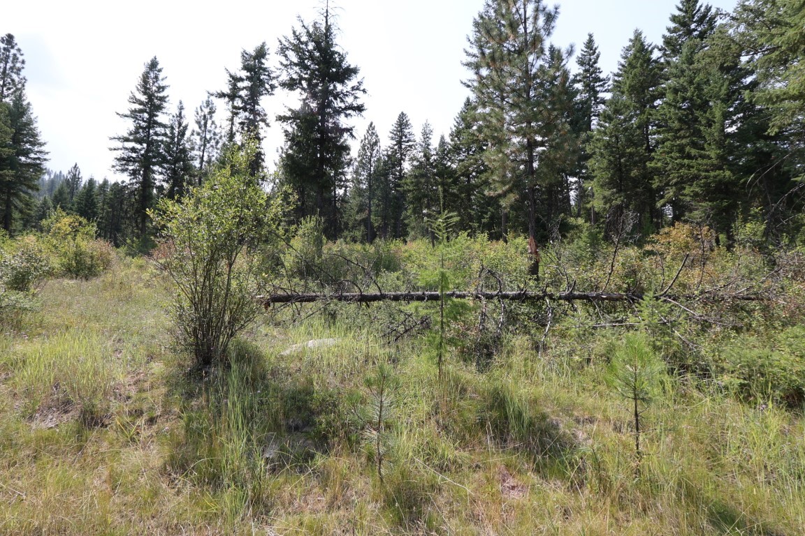 Nhn Tract 1c E Fork Combest Creek Road Property Photo 10