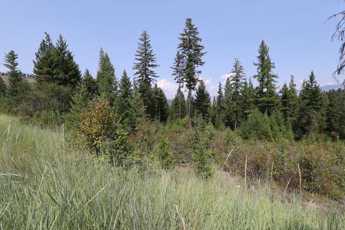 Nhn Tract 1c E Fork Combest Creek Road Property Photo 11