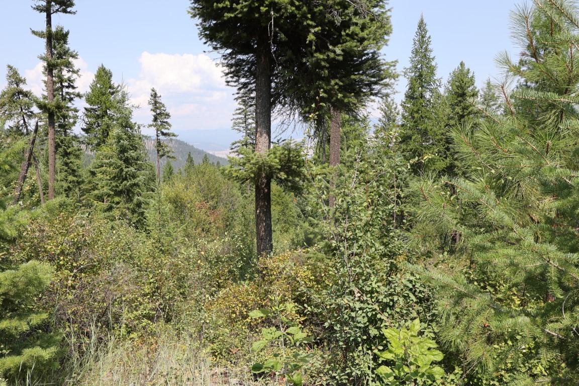 Nhn Tract 1c E Fork Combest Creek Road Property Photo 15