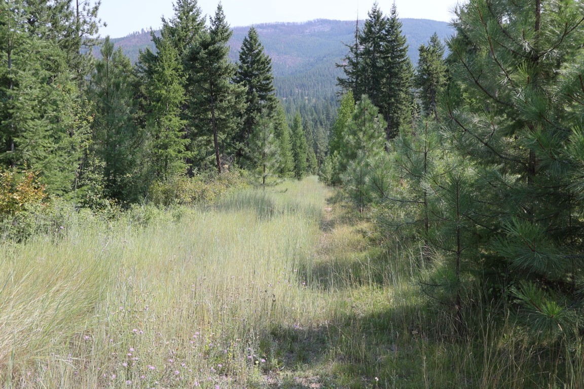 Nhn Tract 1c E Fork Combest Creek Road Property Photo 19