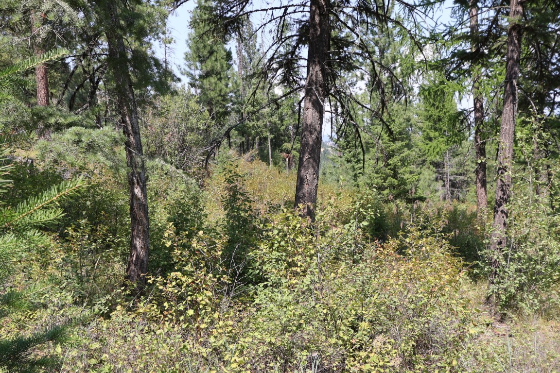 Nhn Tract 1c E Fork Combest Creek Road Property Photo 23