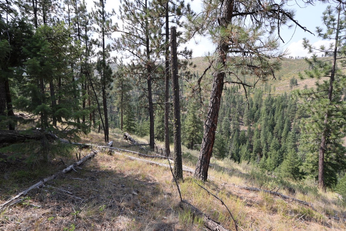 Nhn Tract 1c E Fork Combest Creek Road Property Photo 31