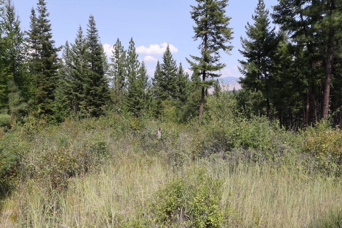 Nhn Tract 1c E Fork Combest Creek Road Property Photo 37