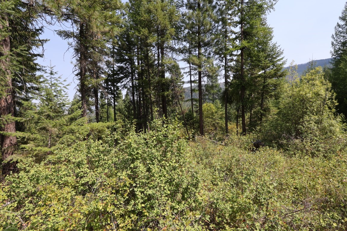 Nhn Tract 1c E Fork Combest Creek Road Property Photo 39