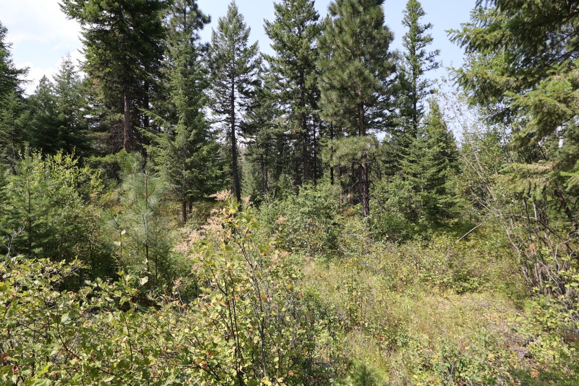 Nhn Tract 1c E Fork Combest Creek Road Property Photo 41