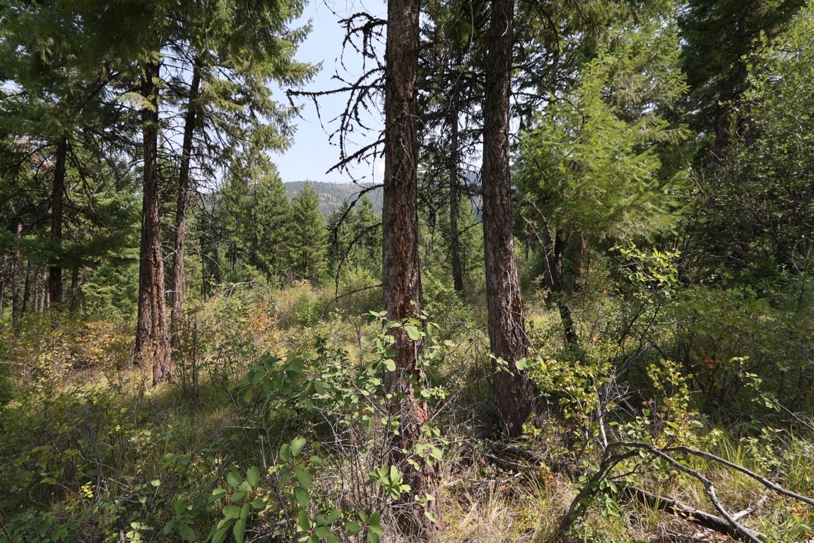 Nhn Tract 1c E Fork Combest Creek Road Property Photo 43