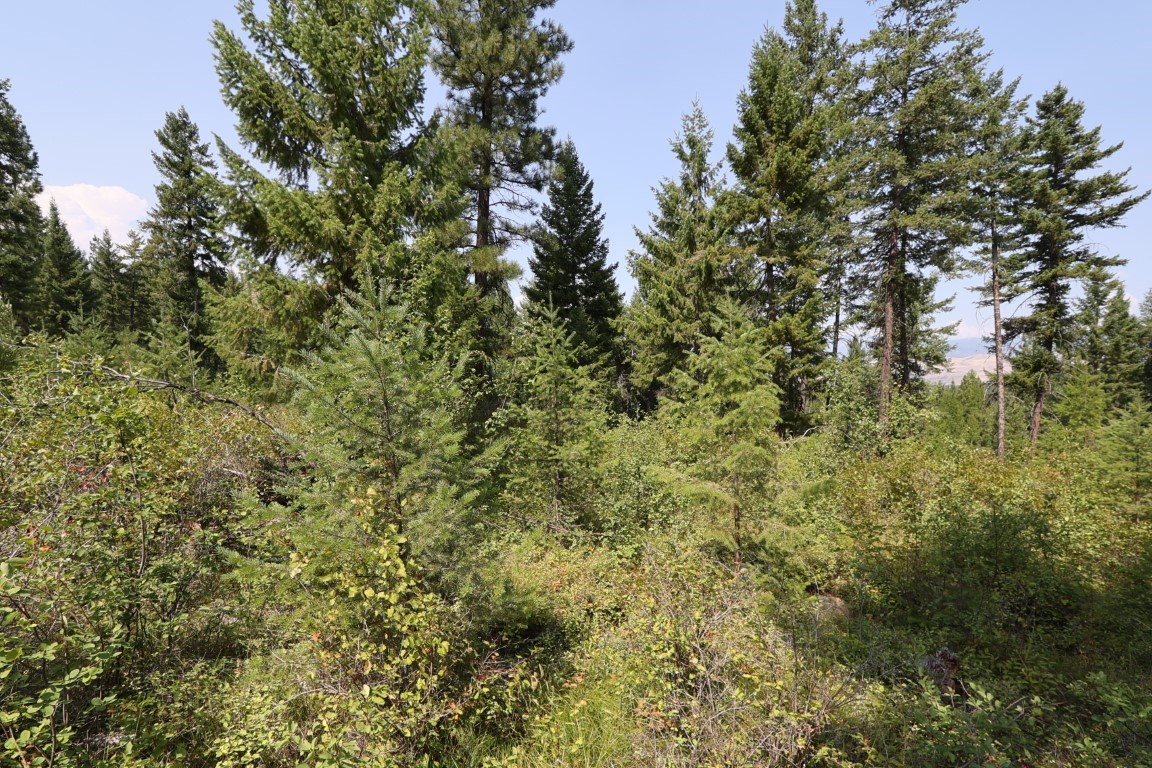 Nhn Tract 1c E Fork Combest Creek Road Property Photo 45
