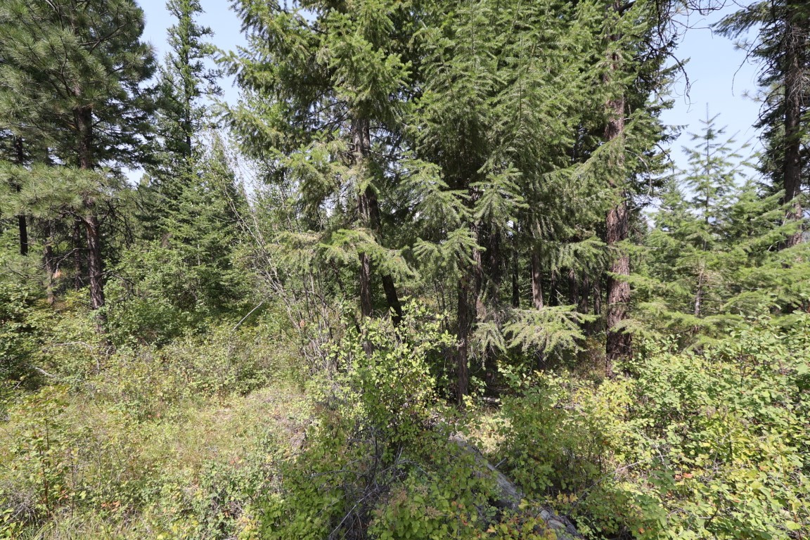 Nhn Tract 1c E Fork Combest Creek Road Property Photo 57