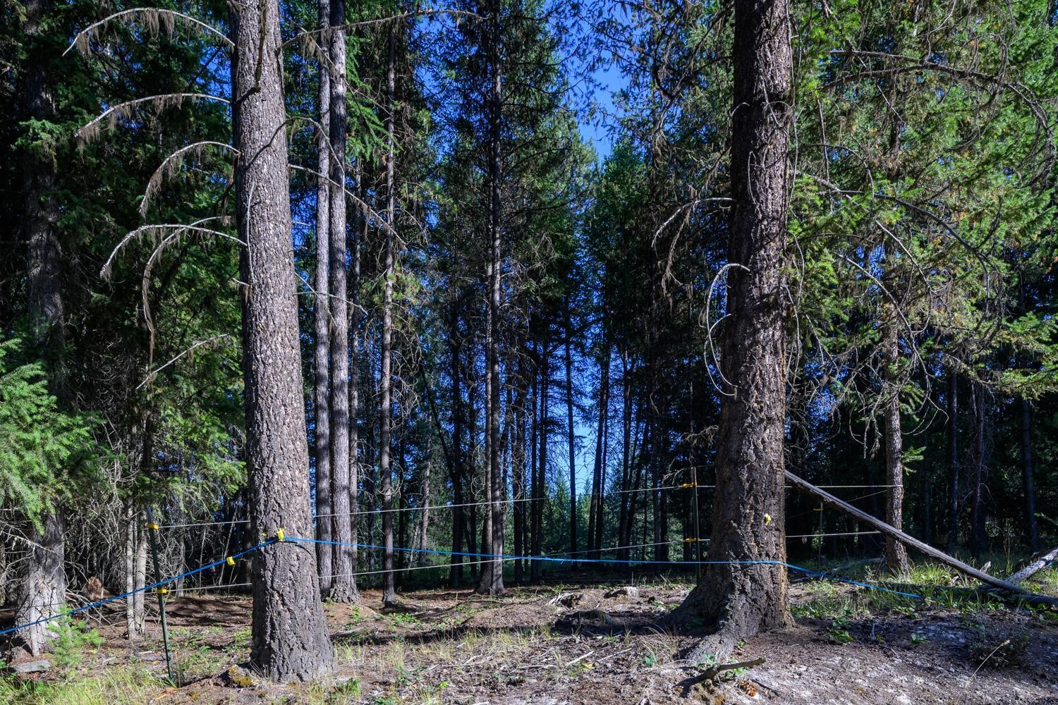 419 Meadow Creek Trail Property Photo 23