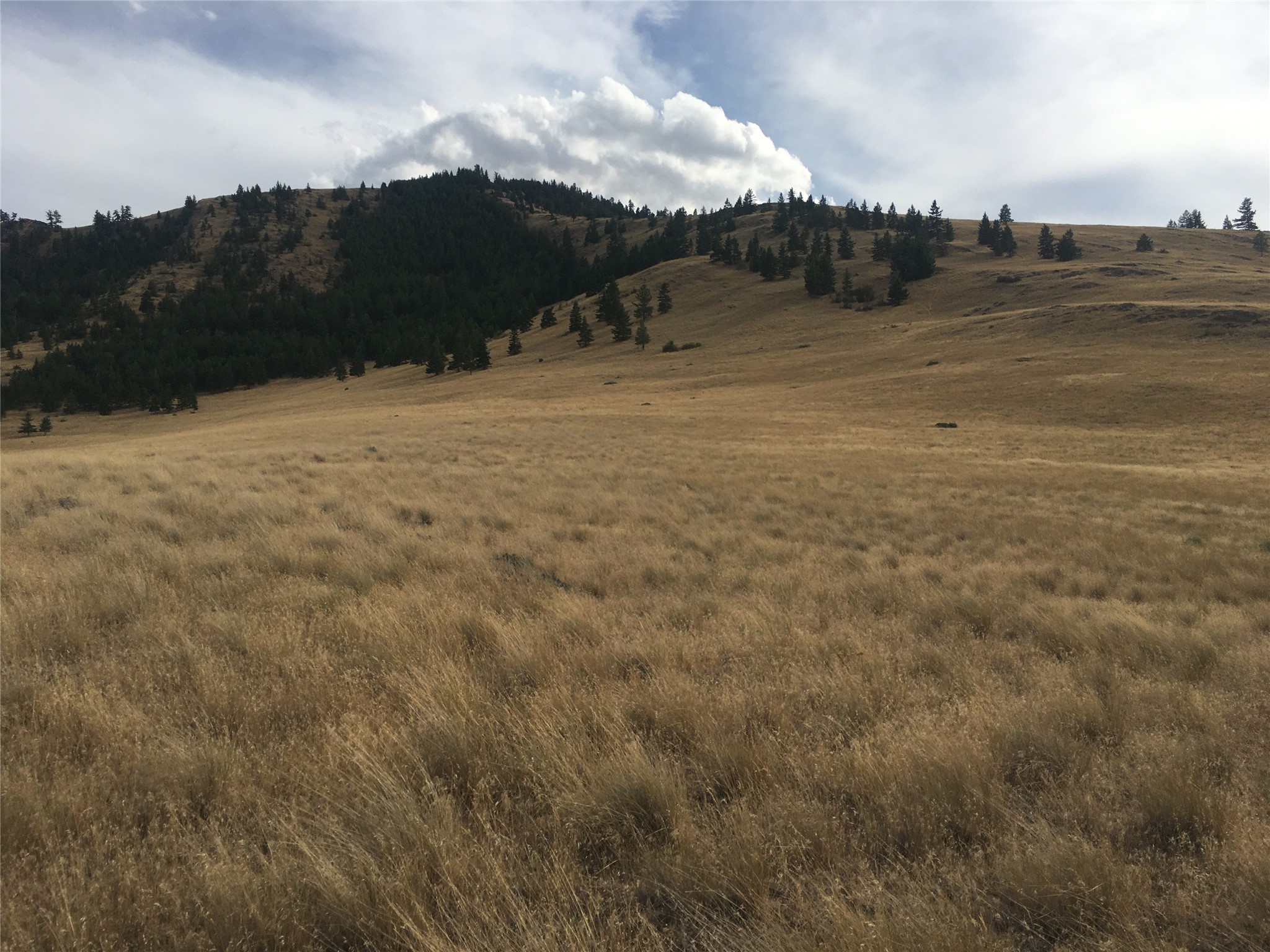 Nhn Wilks Gulch Road Property Photo 12
