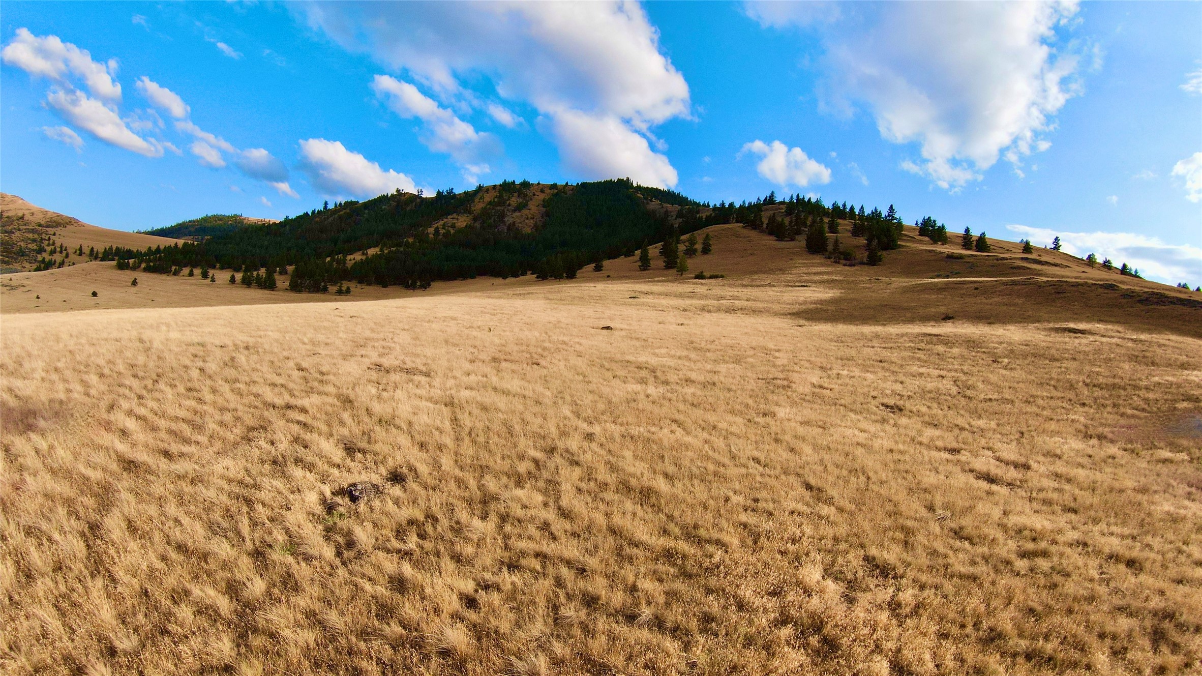 Nhn Wilks Gulch Road Property Photo 15