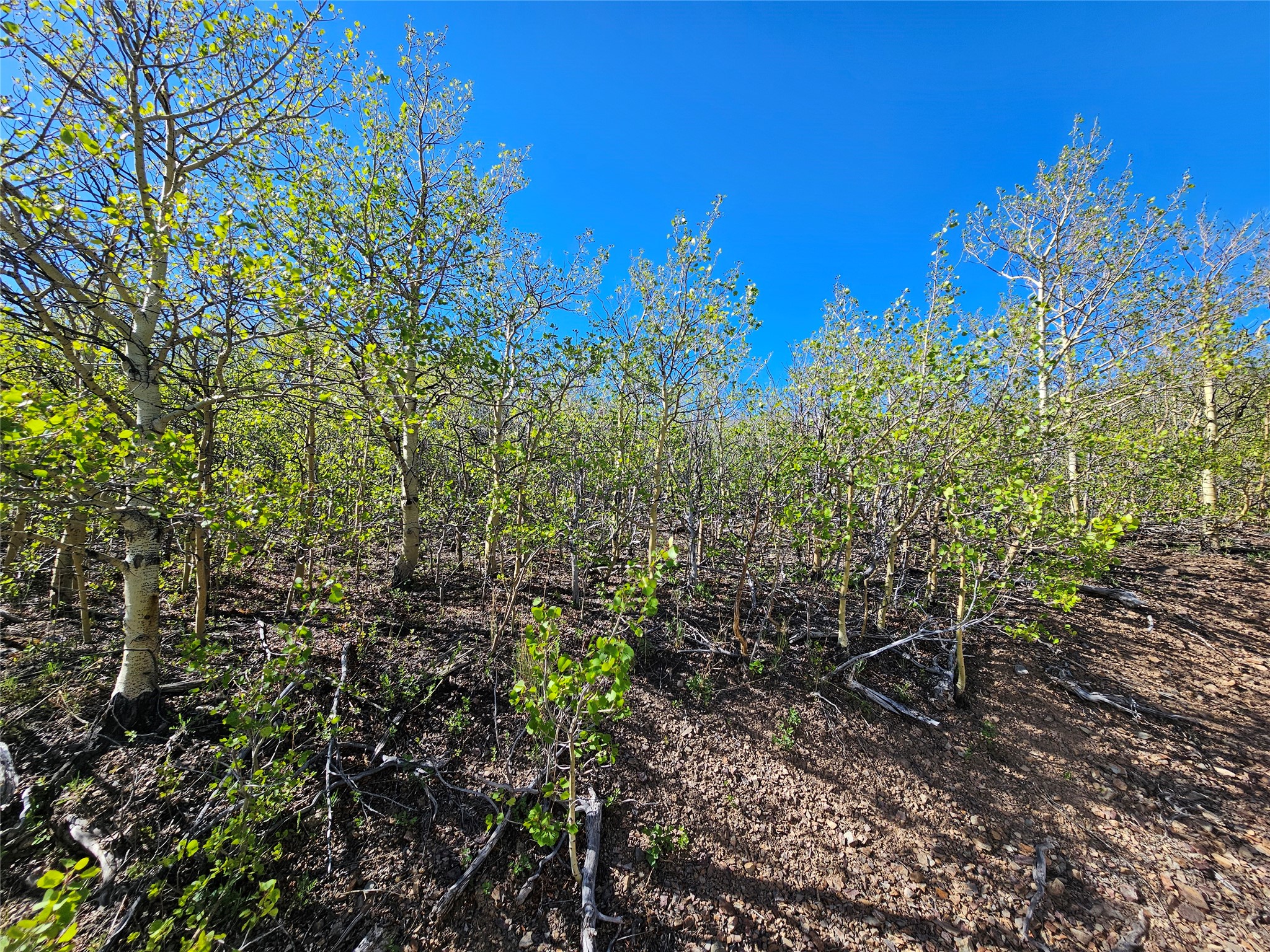 Nhn Alpha Lode & Alpha Fraction Lode, Alpha Trail Property Photo 38
