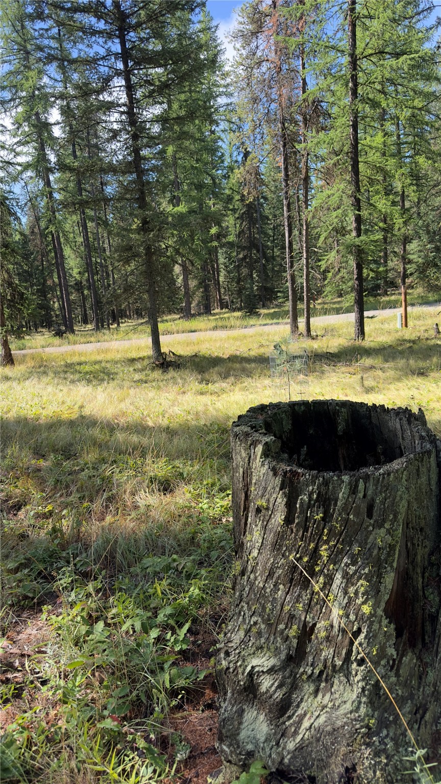 Nhn Forest Loop Property Photo 4