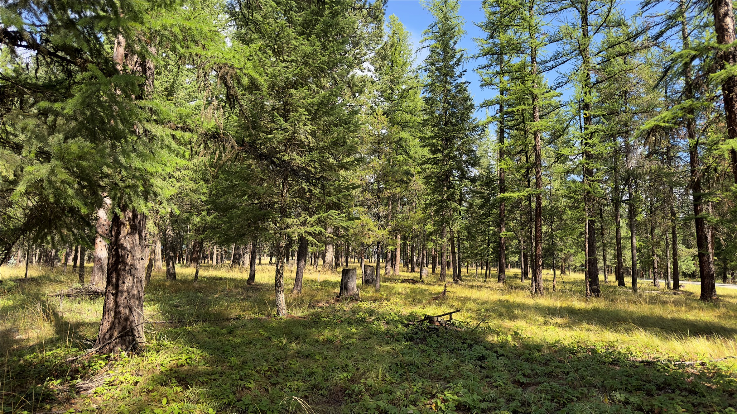 Nhn Forest Loop Property Photo 7