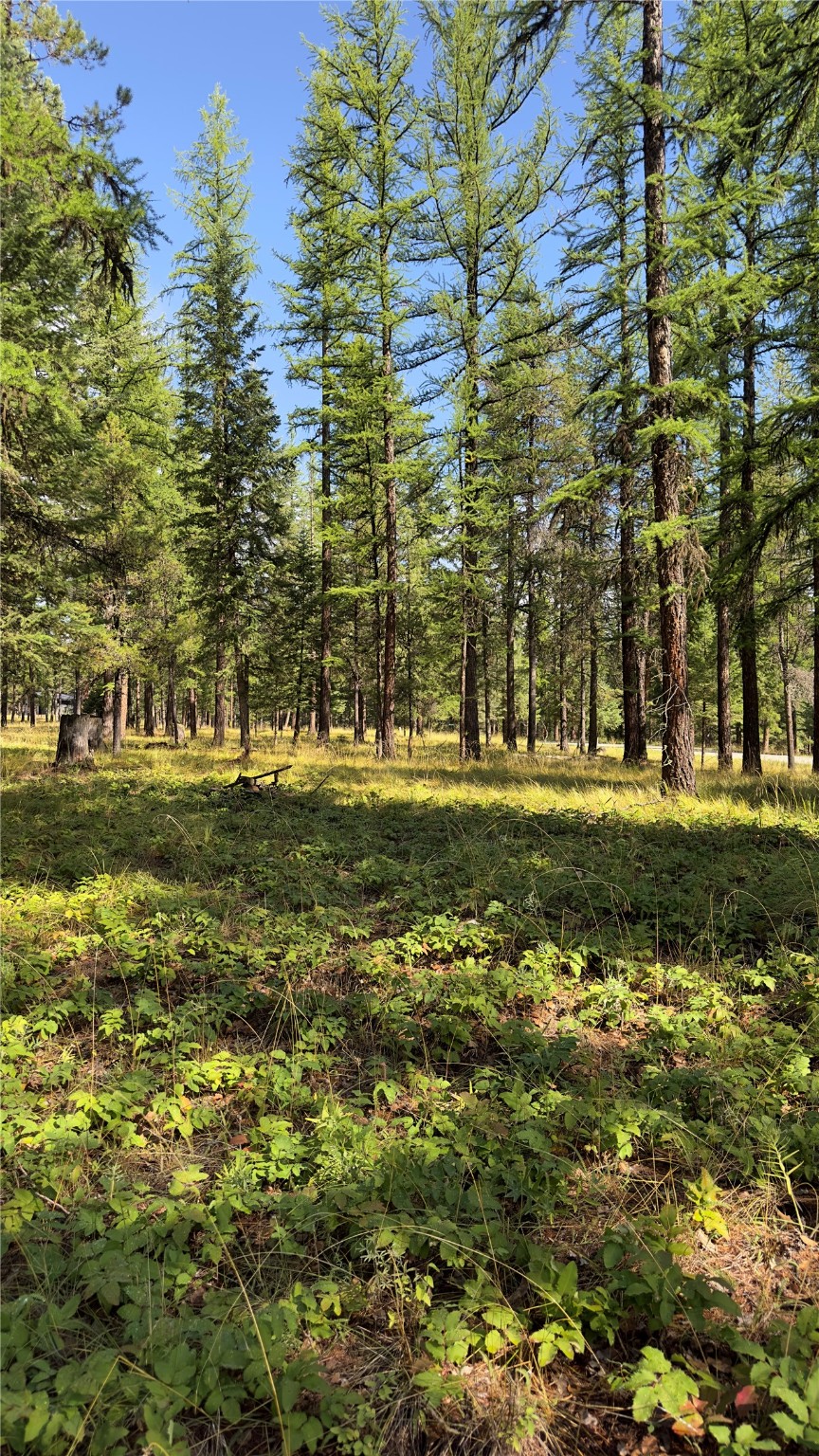 Nhn Forest Loop Property Photo 13