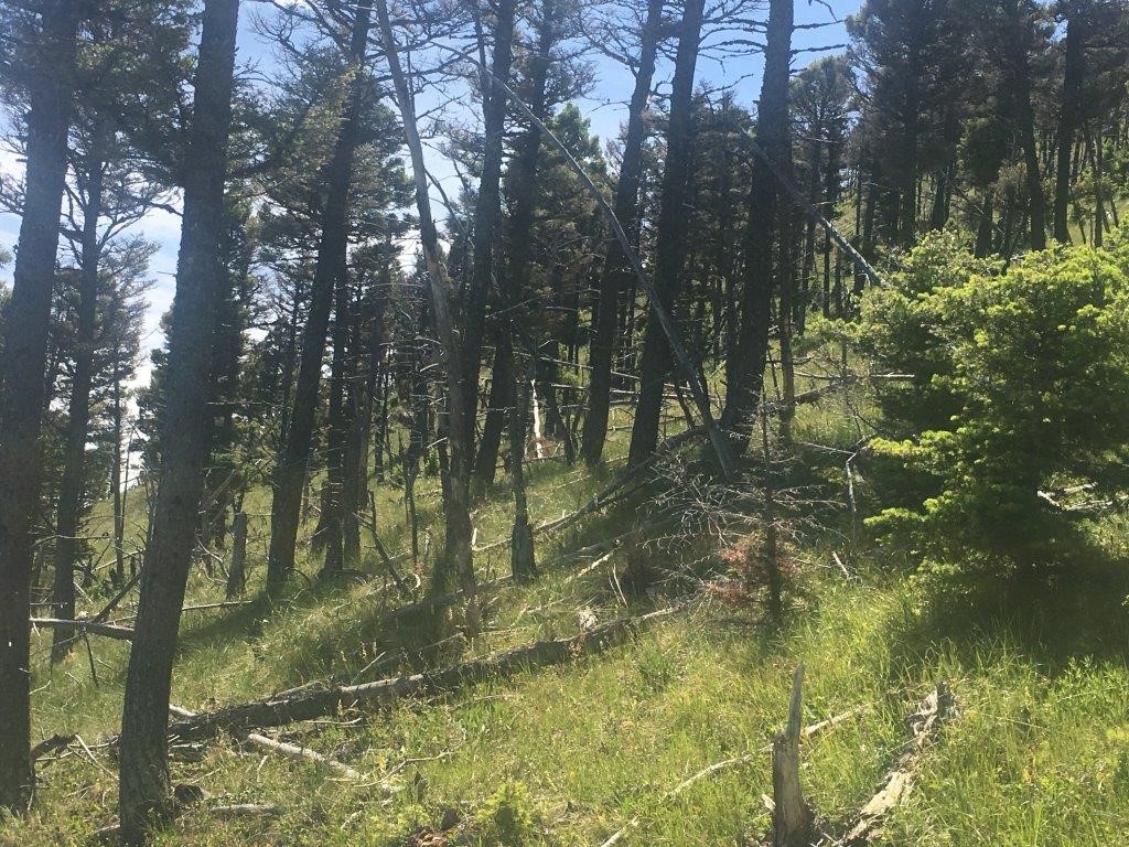 56 Wolf Creek Road Property Photo 25