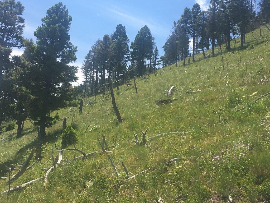 56 Wolf Creek Road Property Photo 26