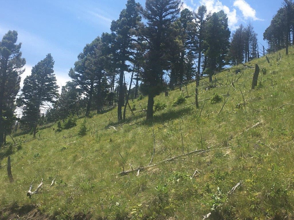 56 Wolf Creek Road Property Photo 28