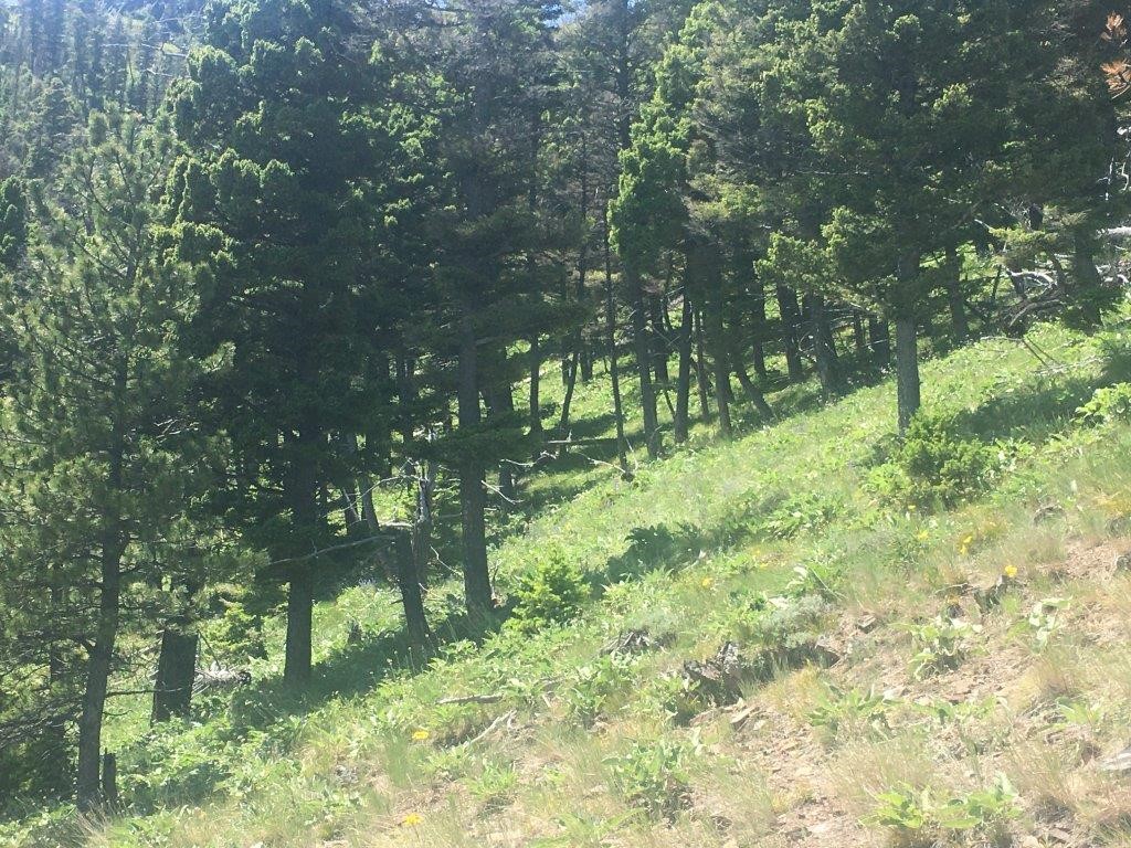 56 Wolf Creek Road Property Photo 29