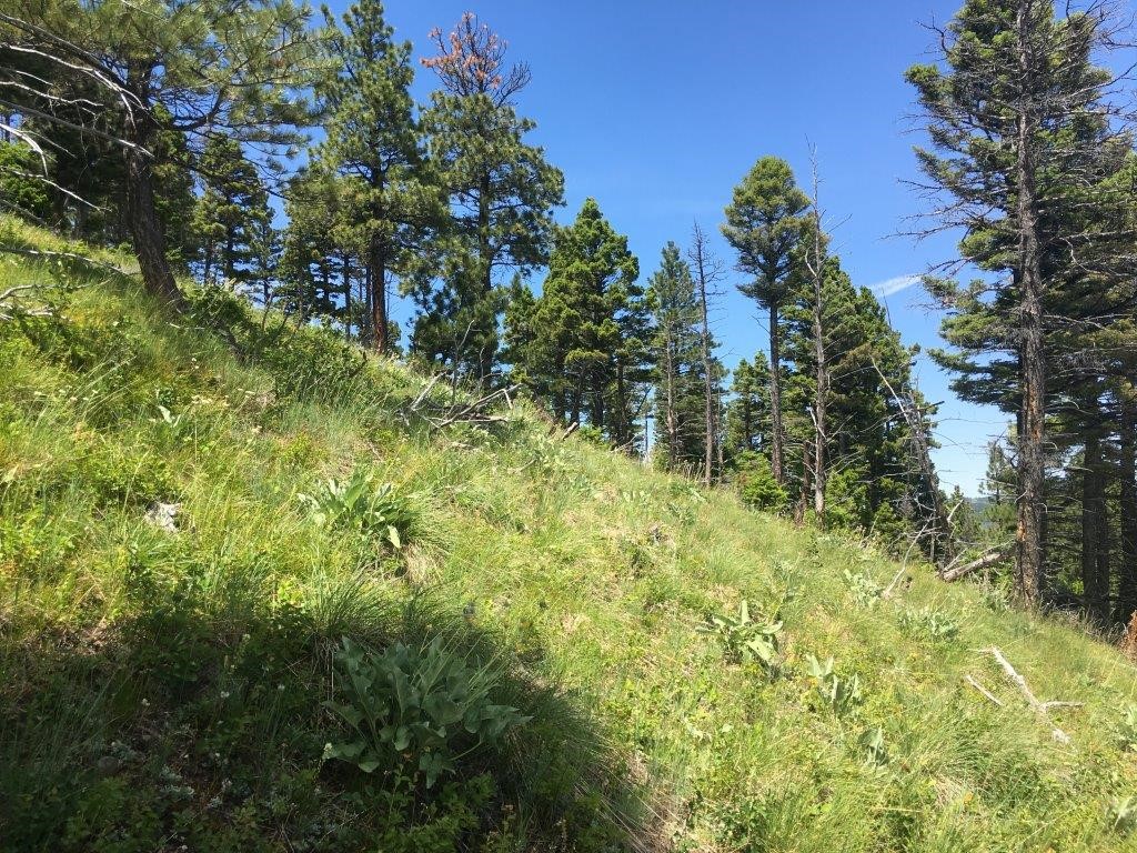 56 Wolf Creek Road Property Photo 31