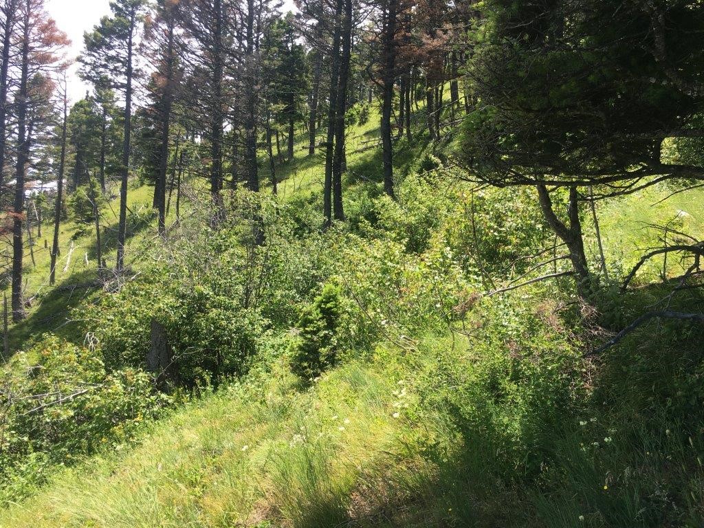56 Wolf Creek Road Property Photo 32