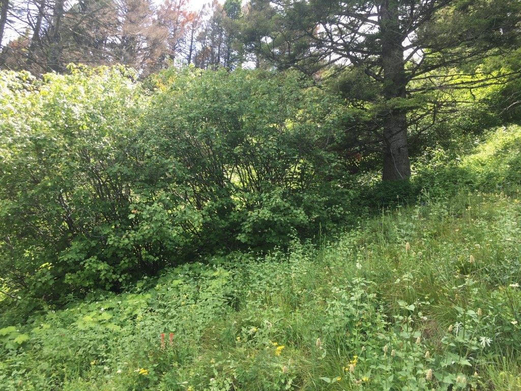 56 Wolf Creek Road Property Photo 34