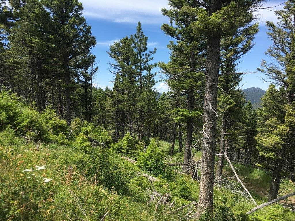 56 Wolf Creek Road Property Photo 35