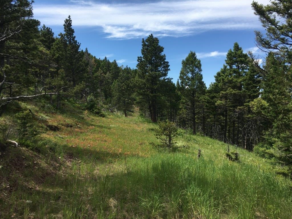56 Wolf Creek Road Property Photo 37