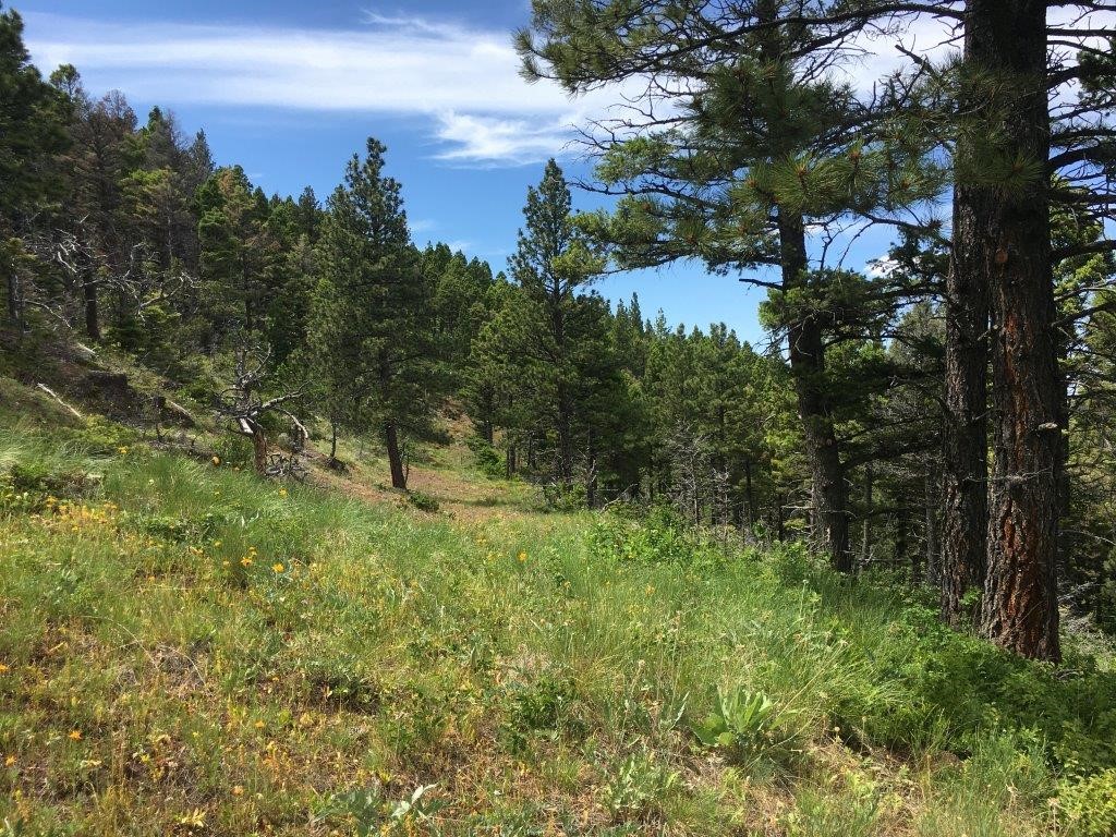 56 Wolf Creek Road Property Photo 38