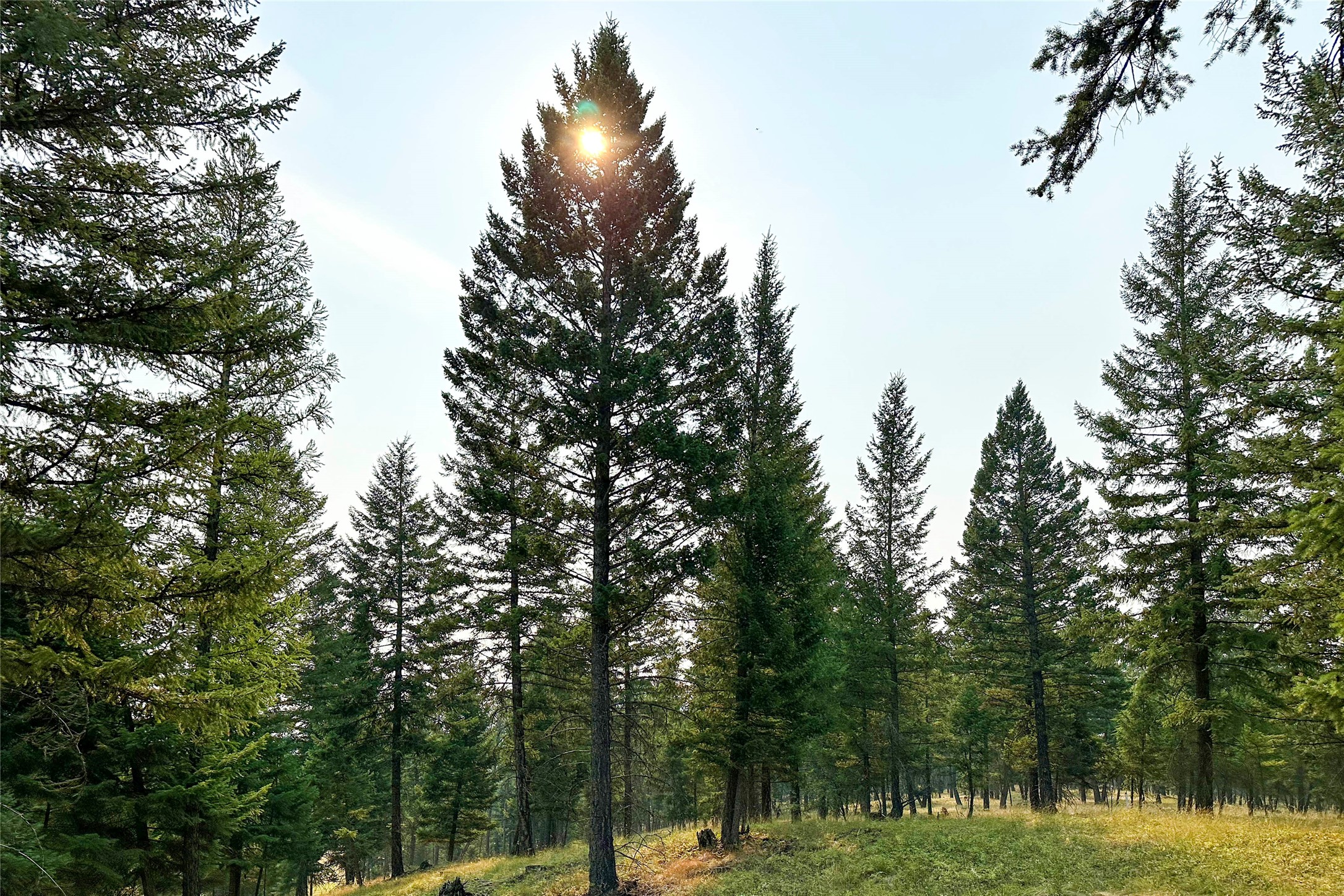 30.25 Acres Fortine Creek Road Lot 2a Property Photo